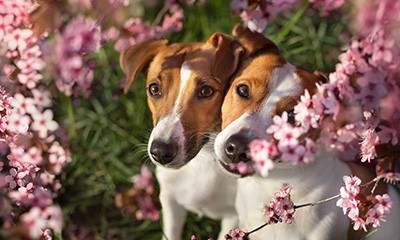 Diagnostics & Specialty Equipment