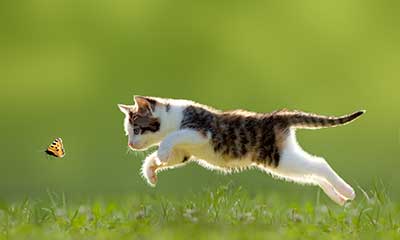 A jumping kitty
