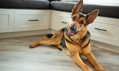 A german shepherd dog