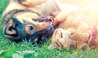 Dog and cat playing