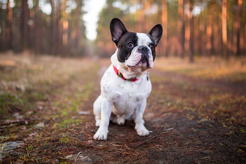 A Boston Terrier in the woods A Boston Terrier in the woods