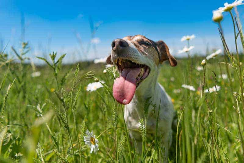 A puppy in a field A puppy in a field
