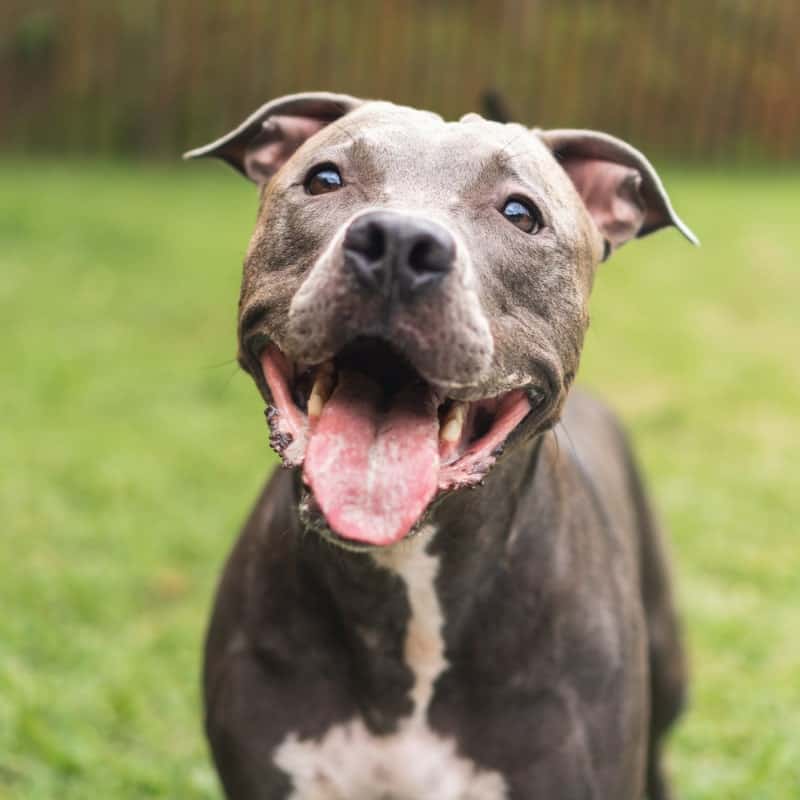 A smiling pit bull A smiling pit bull
