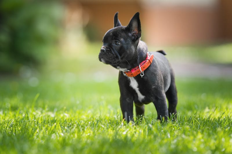 Frenchie in a field Frenchie in a field