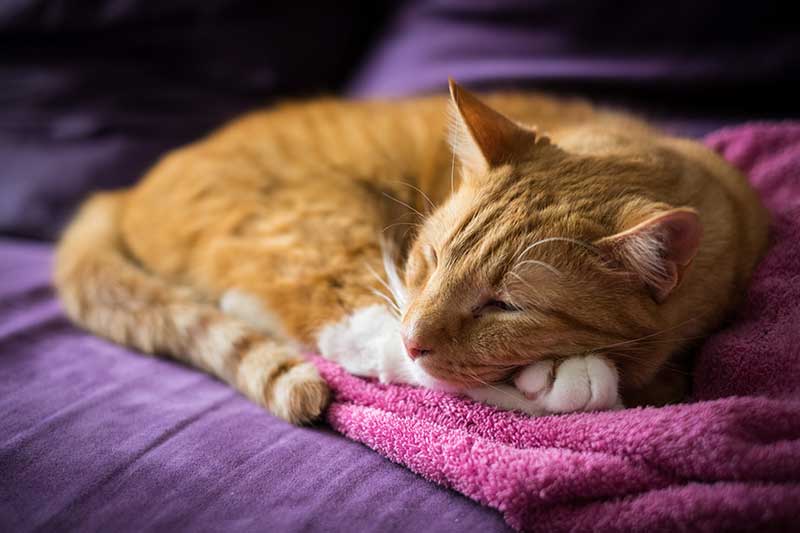 A sleeping ginger cat A sleeping ginger cat