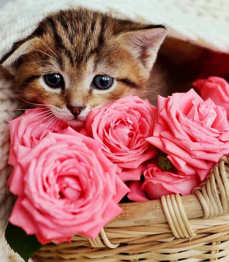 Kitty with roses Kitty with roses