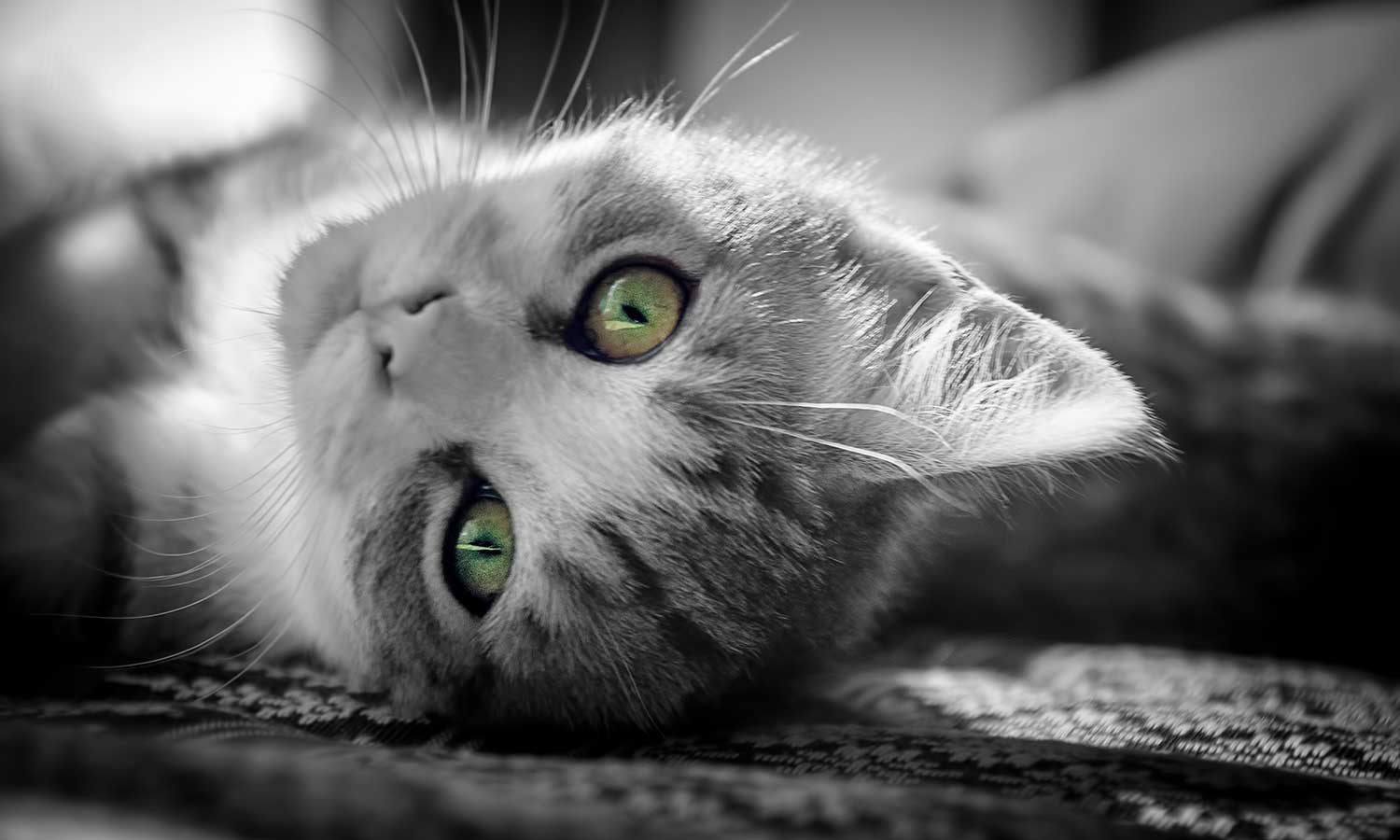 A kitten rolling around
