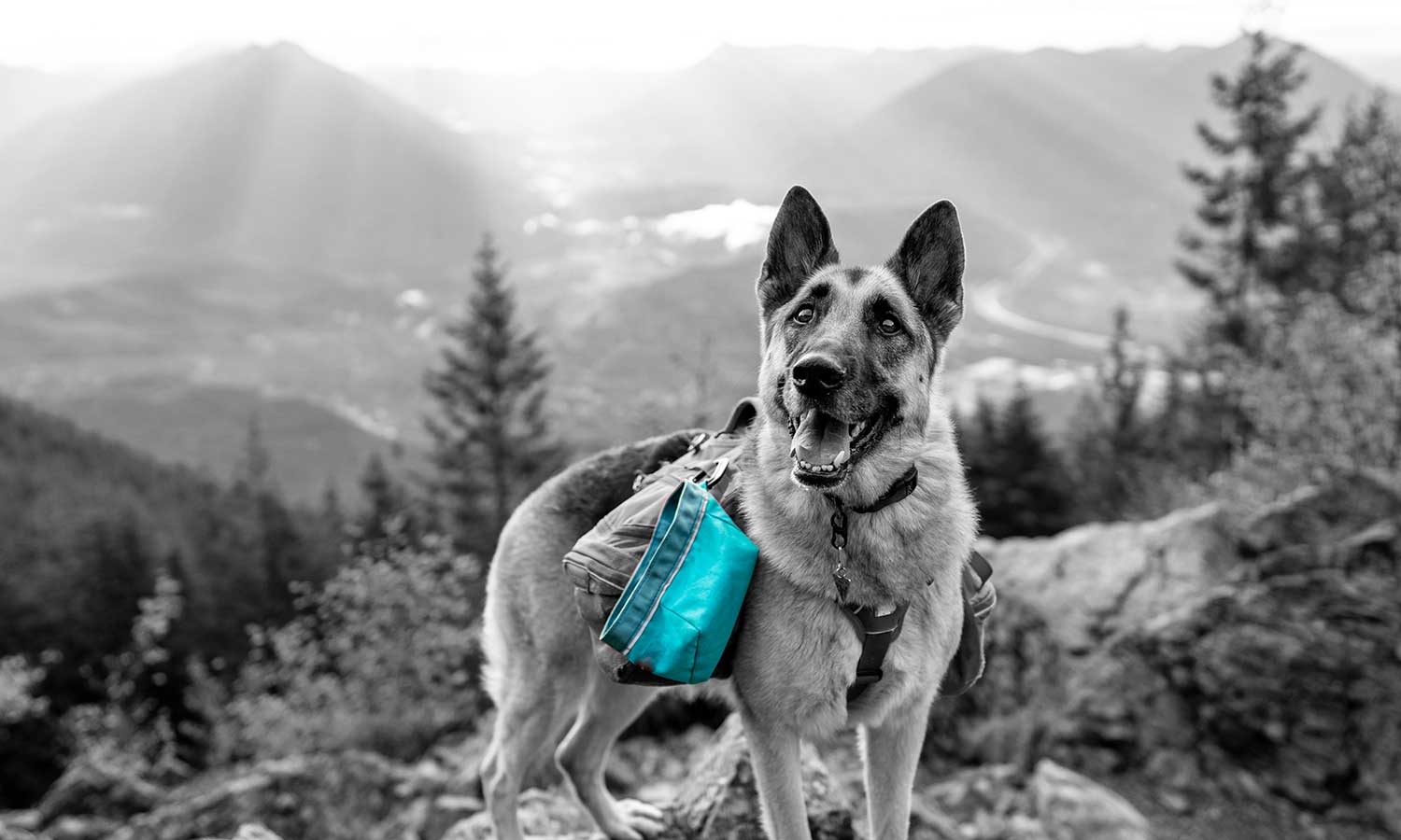 A dog wearing a day pack on the trail