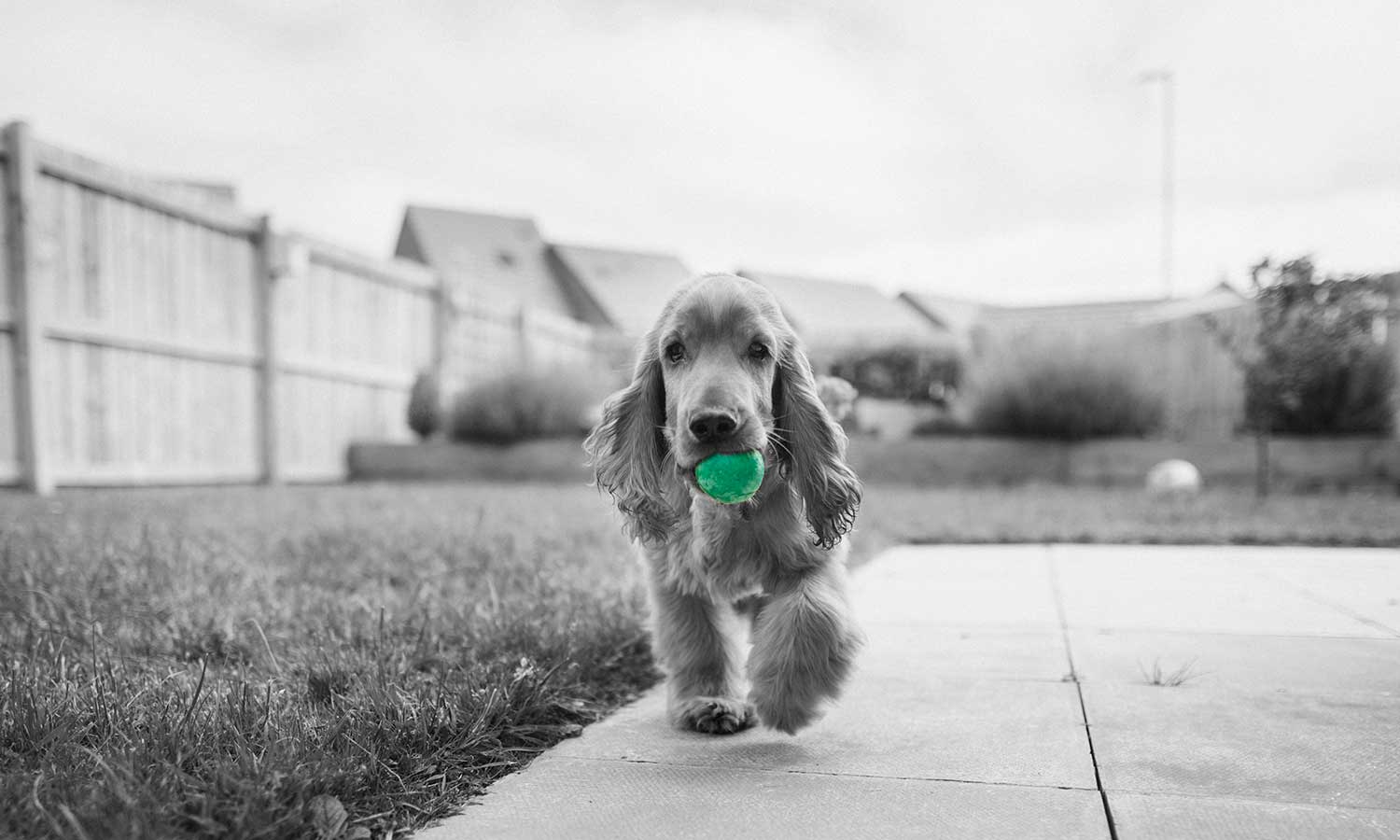 A dog walking in the back yard