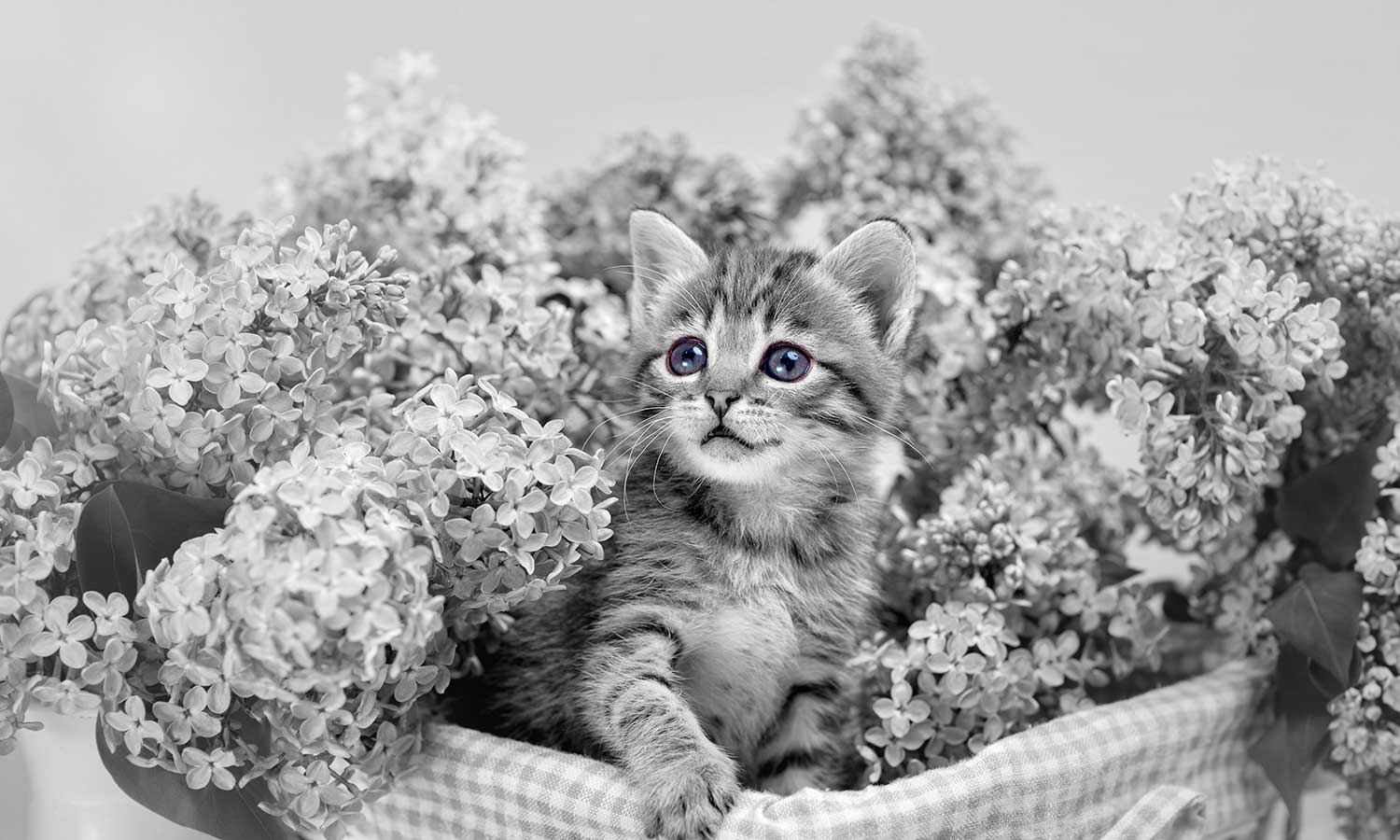 A kitten surrounded by flowers